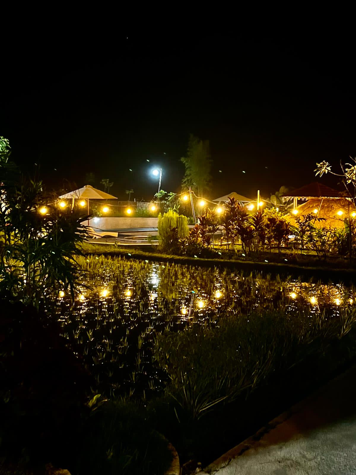 Starry Nights, Magical Lights